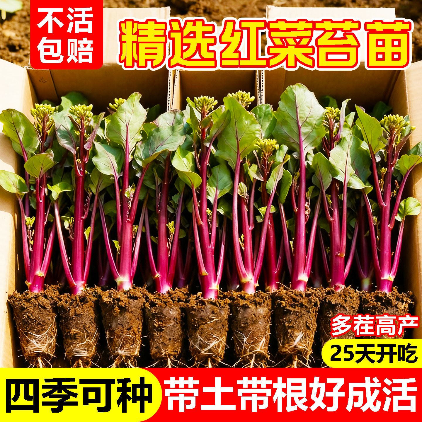 红菜苔苗耐寒湖北洪山菜苗红油菜台秧苗十月红秋冬蔬菜苗阳台庭院