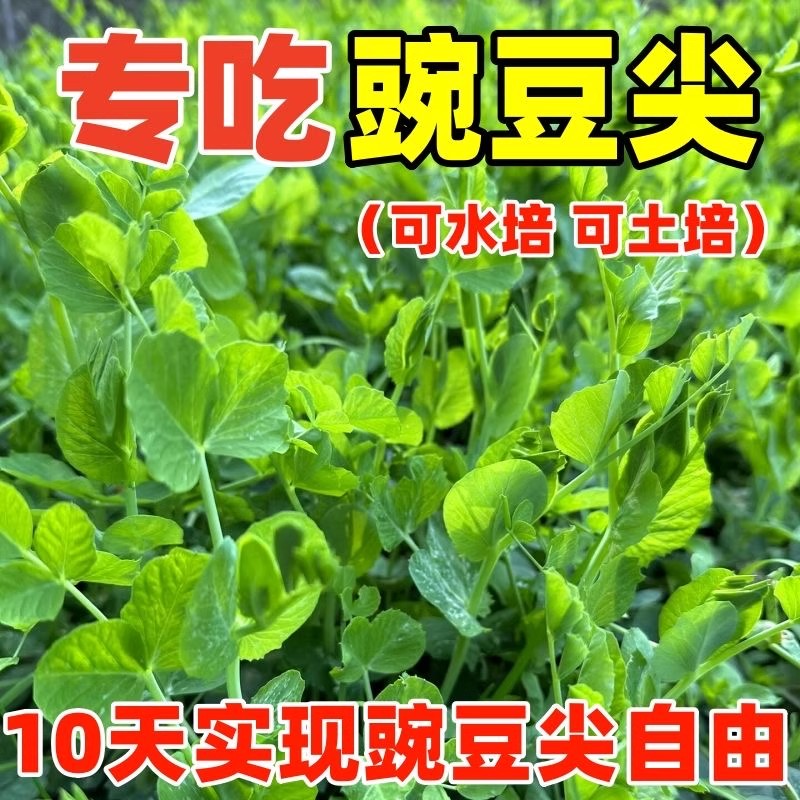 四川无须豌豆尖种子耐寒阳台盆栽