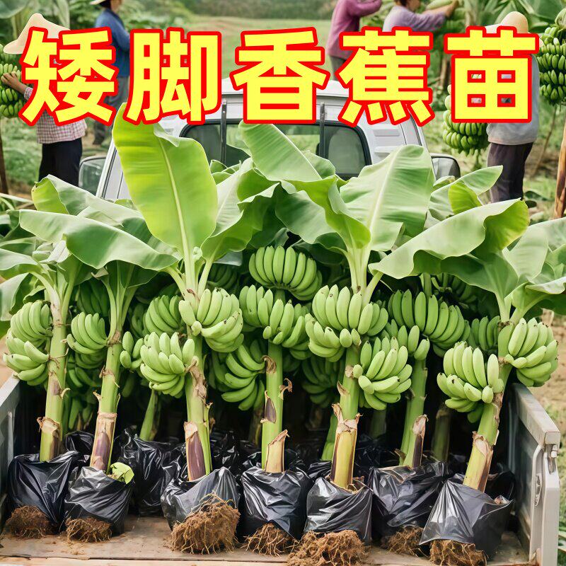 香蕉树苗带土矮化易种植