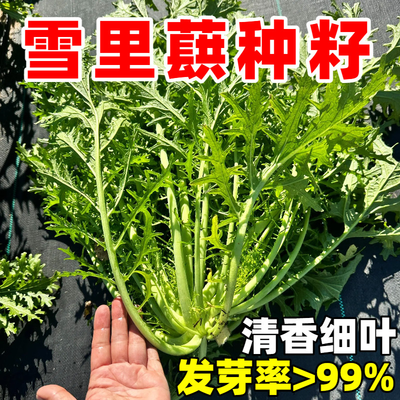 雪里蕻菜种子四季可播
