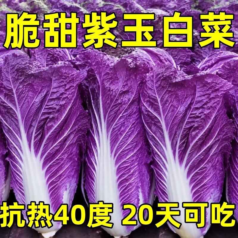 稀有紫玉白菜种子秋季播