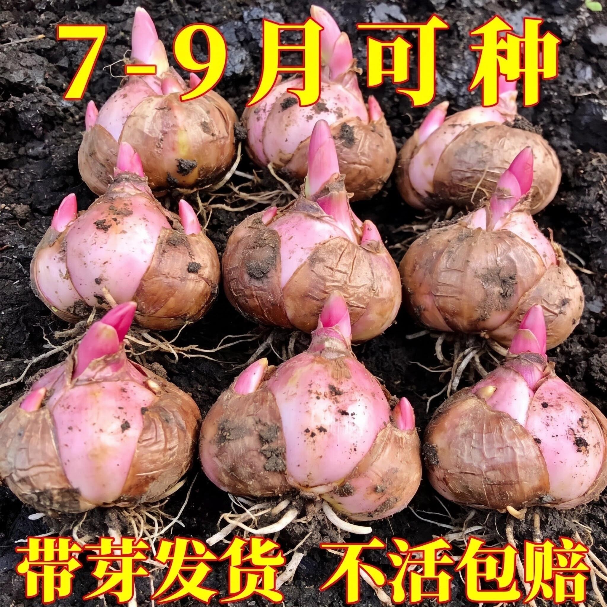 进口重瓣香水百合花种球特大卉盆栽绿植物开室内阳台鲜花四季浓香
