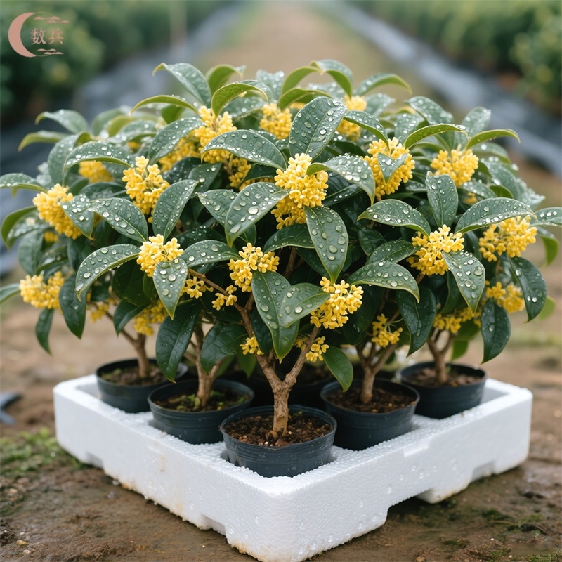 桂花树苗四季桂盆栽大树丹桂金桂庭院浓香型花卉植物室内绿植开花