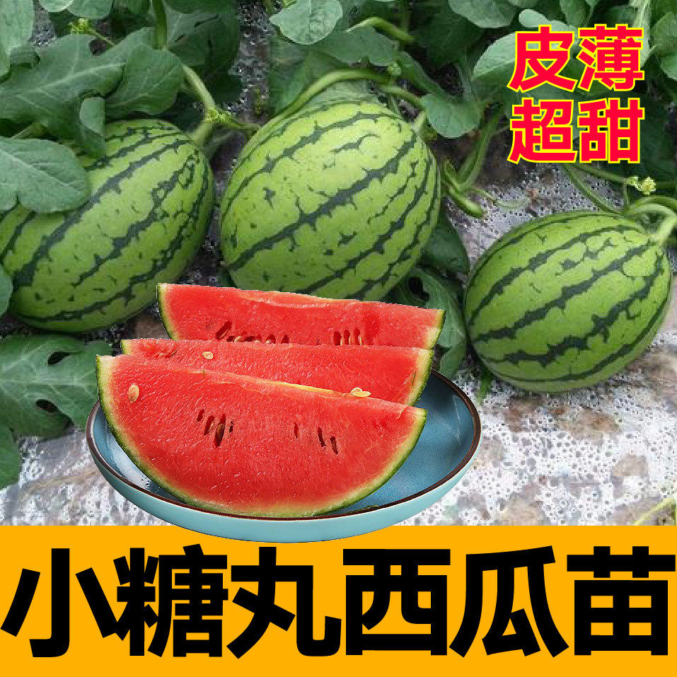 早春红玉西瓜苗带土球懒汉盆栽
