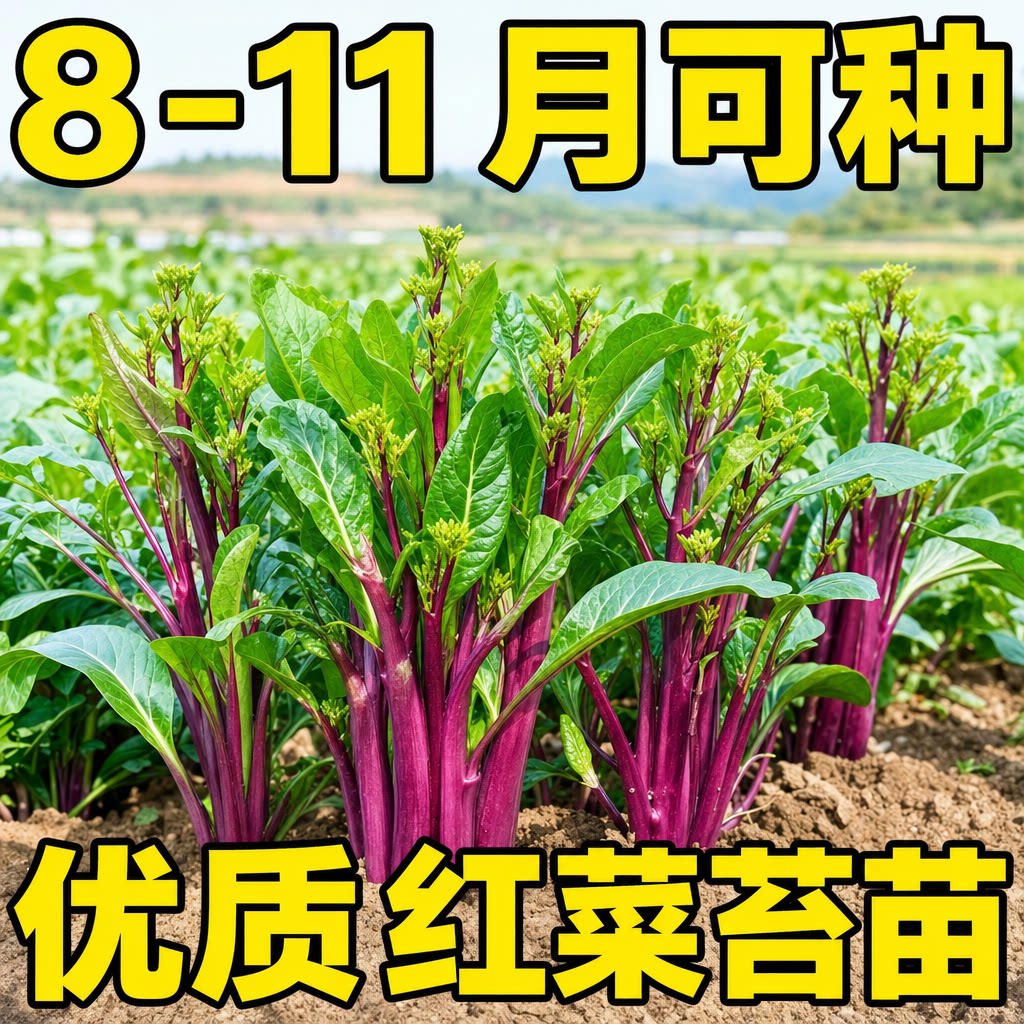 红菜苔种子四季耐热带土秧苗