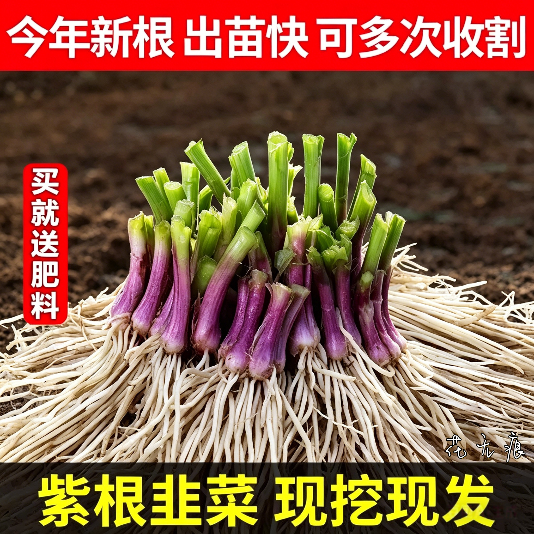 带土紫根韭菜根苗包成活