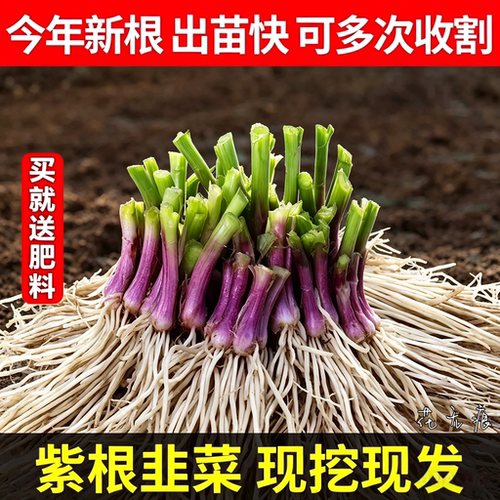带土紫根韭菜根苗包成活