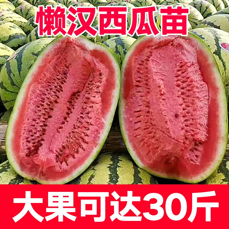 寿光特大懒汉西瓜种子早熟多汁