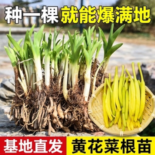 食用高产黄花菜种苗种植苗根苗金针菜苗根庭院四季种植花盆易种包
