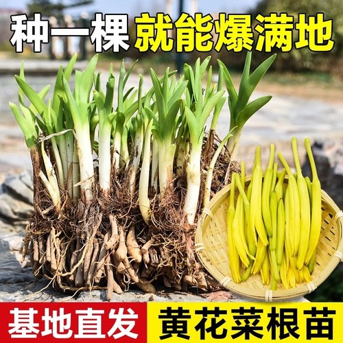 食用高产黄花菜种苗种植苗根苗金针菜苗根庭院四季种植花盆易种包