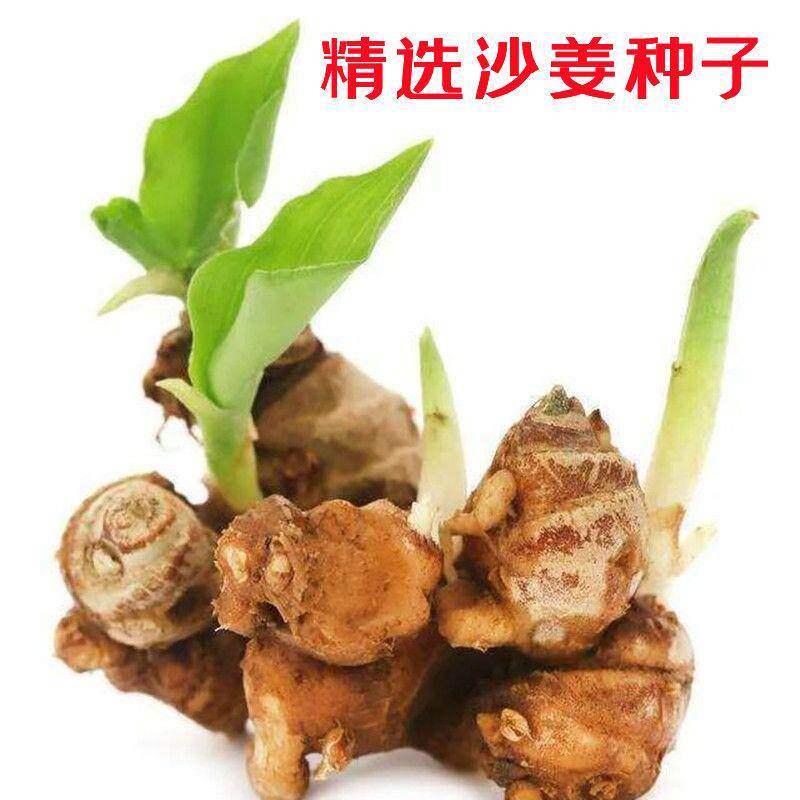 广东沙姜种子山奈苗种子茂名沙姜种海南红皮沙姜种苗南盛沙姜种苗