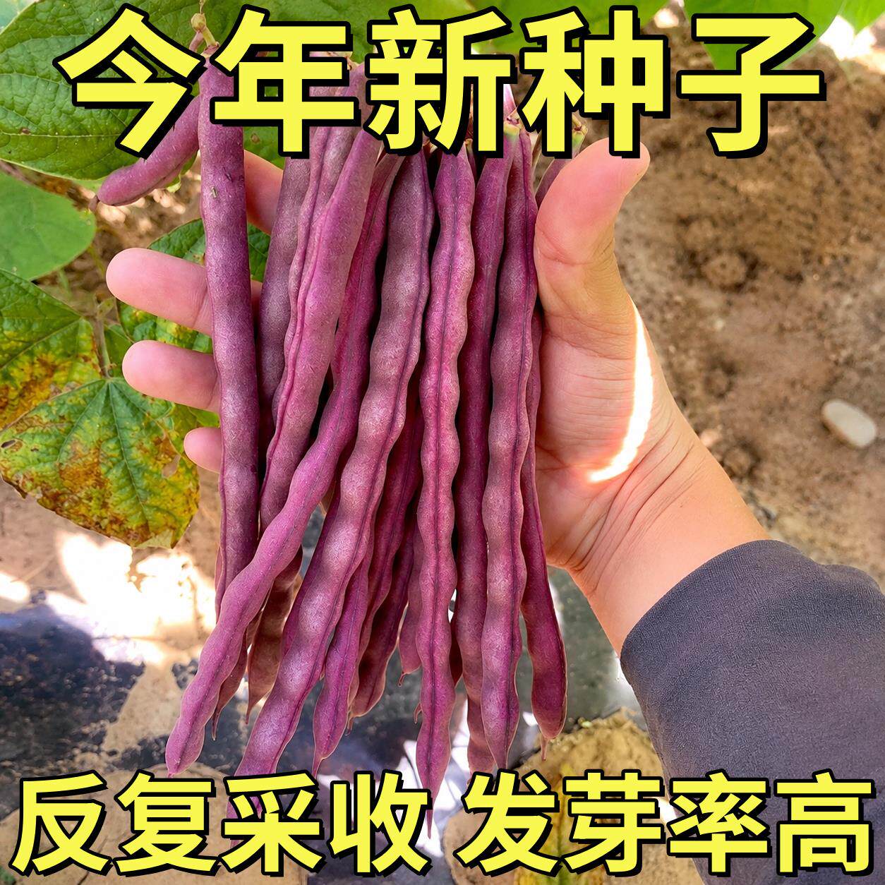 八月忙芒种籽四季紫架豆种子