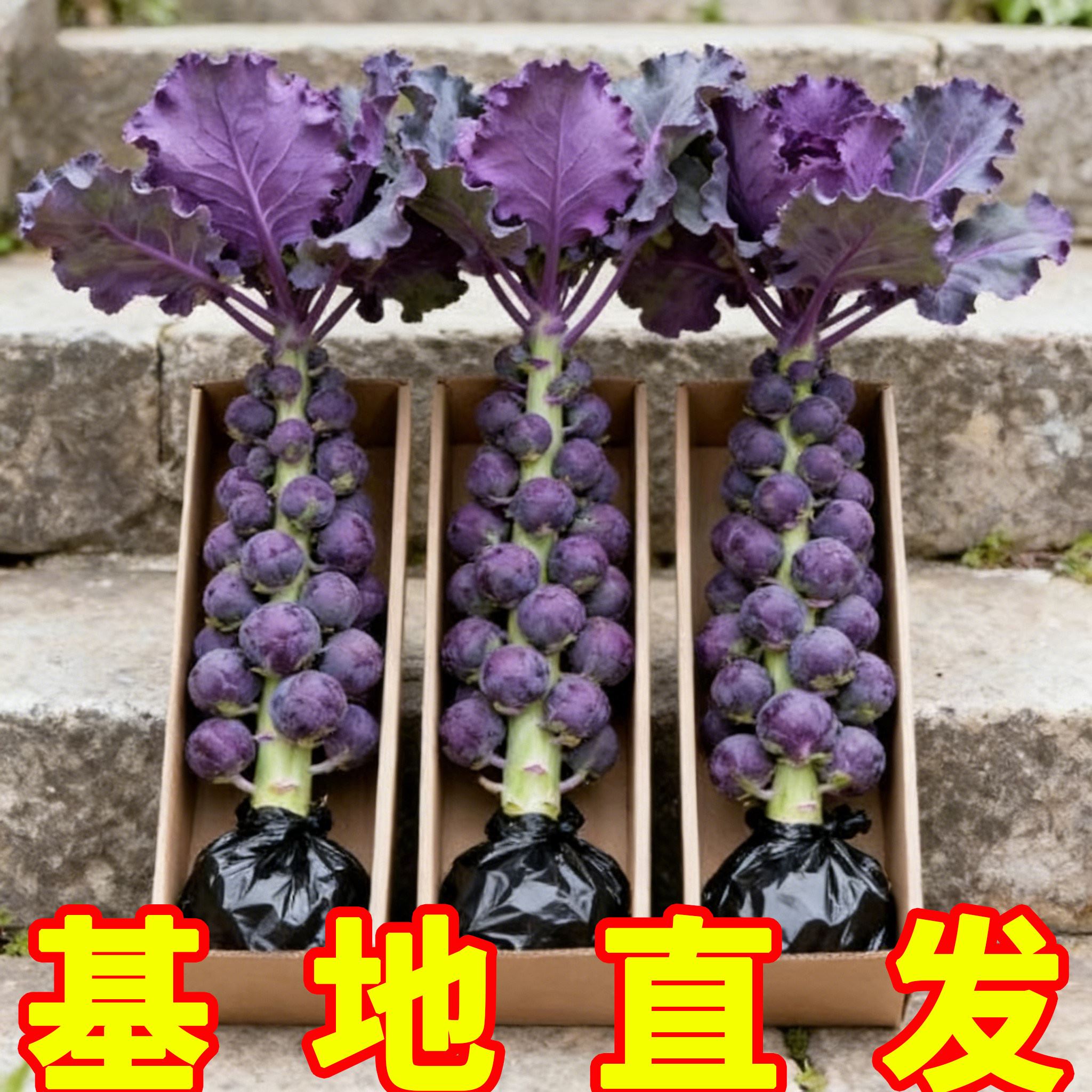紫孢子甘蓝苗四季易活阳台盆栽