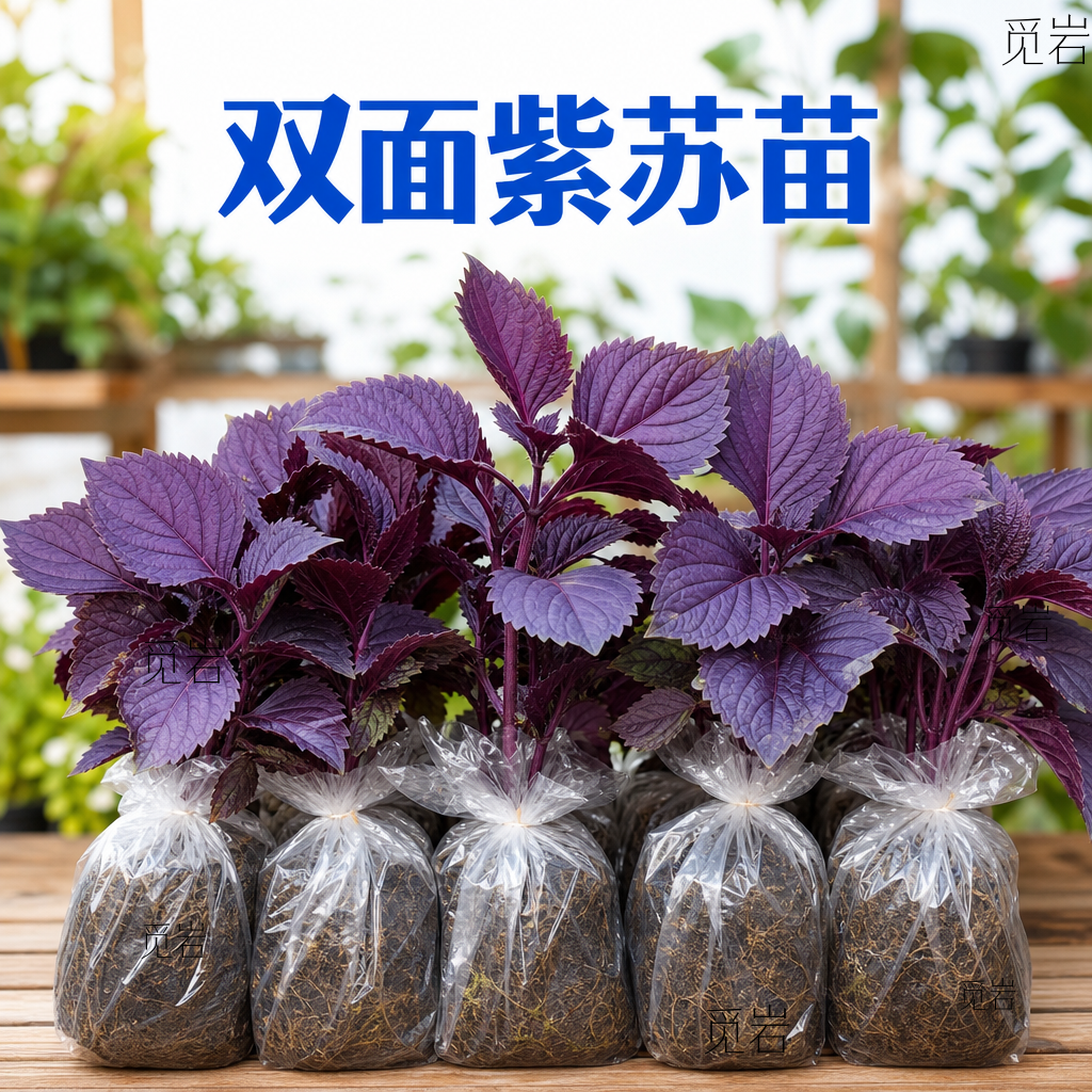 双面大叶紫苏幼苗带土带根盆栽
