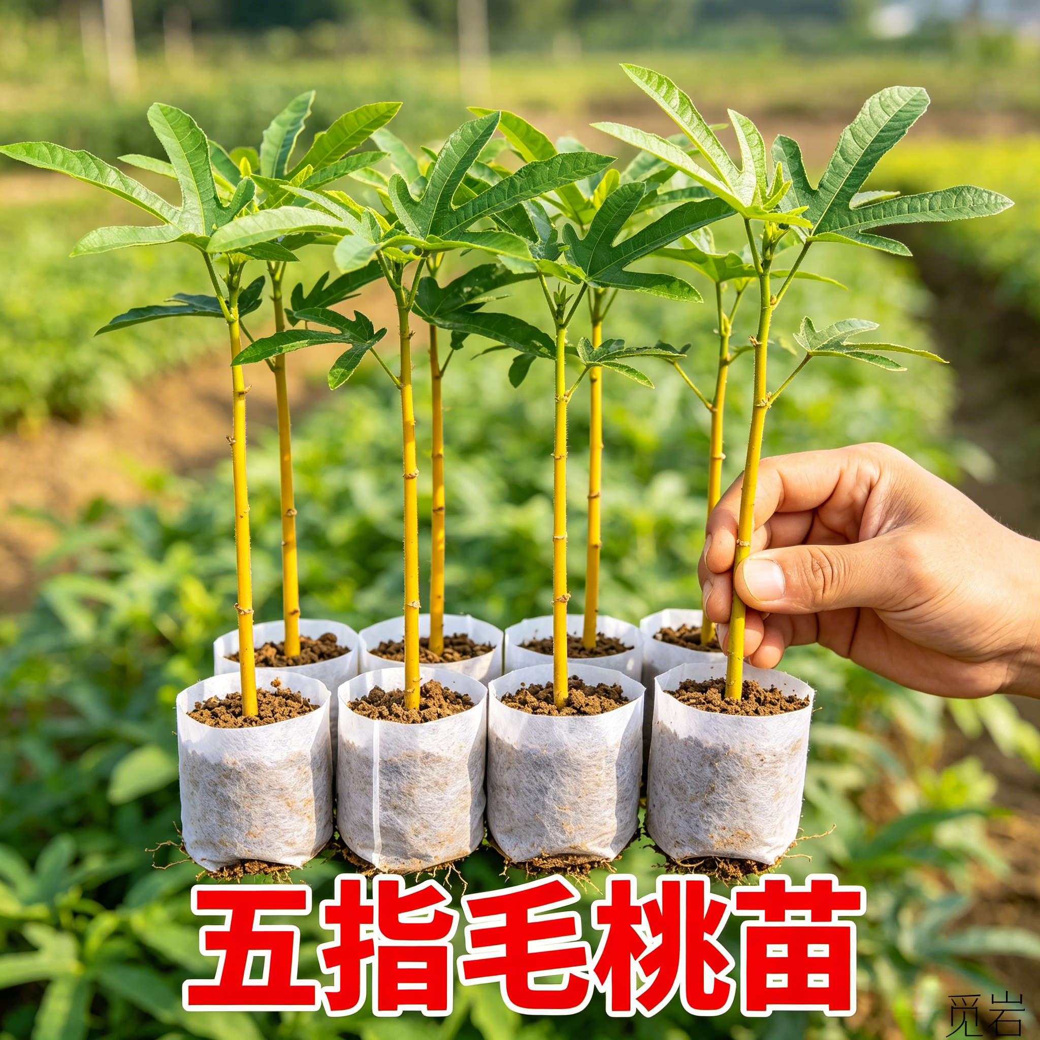 广西改良高产常绿五指毛桃苗