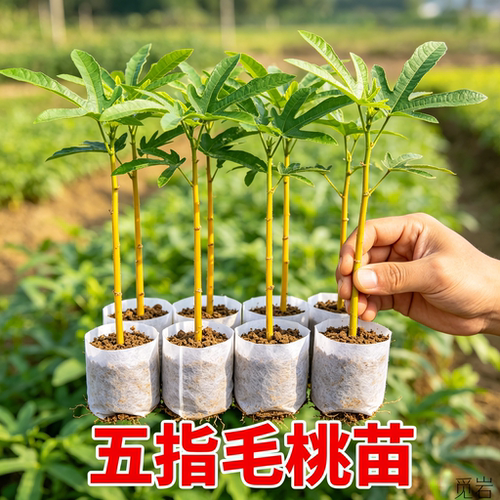 广西改良高产常绿五指毛桃苗