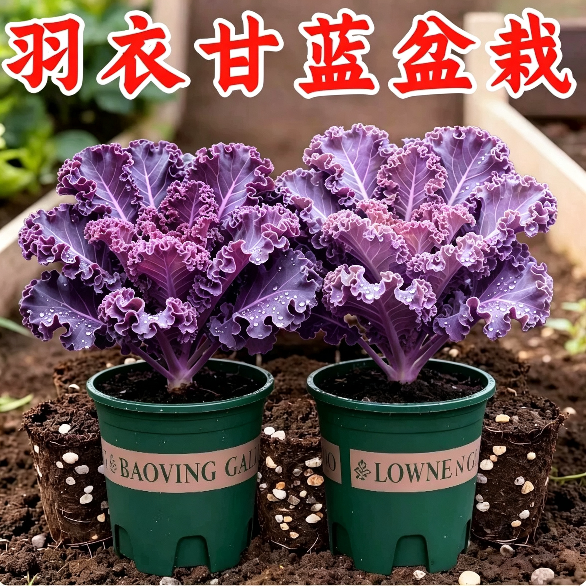 超耐寒可食用羽衣甘蓝大苗盆栽