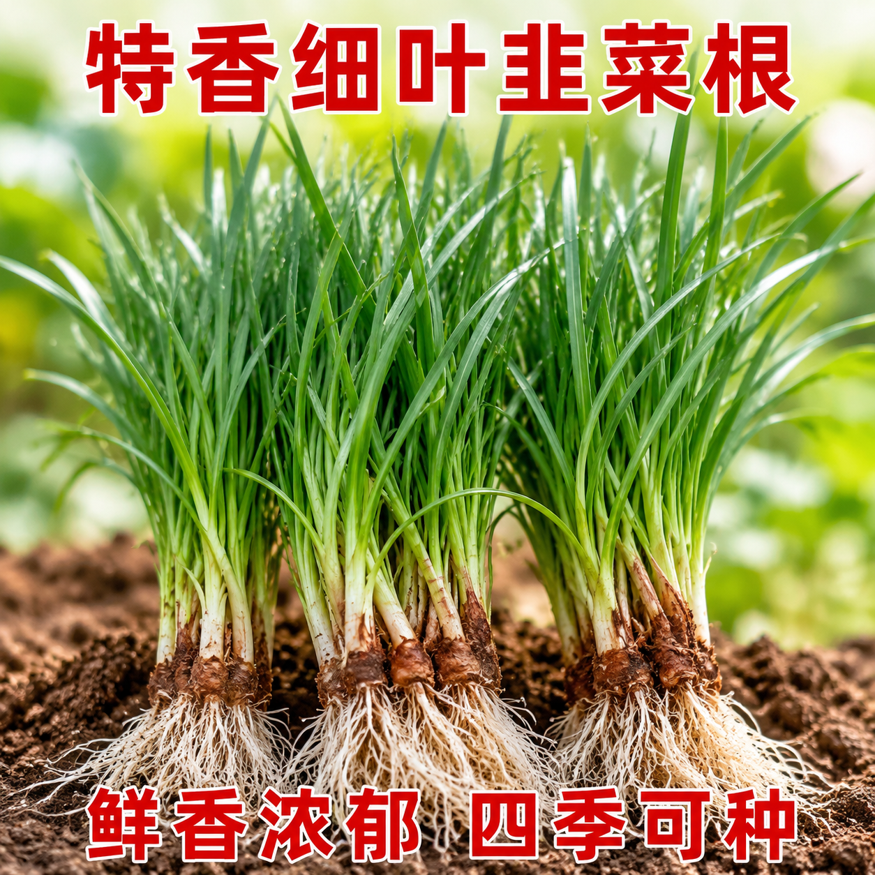 韭菜根苗老品种小叶香韭菜根紫根种子菜苗农村本地细叶小叶带根苗