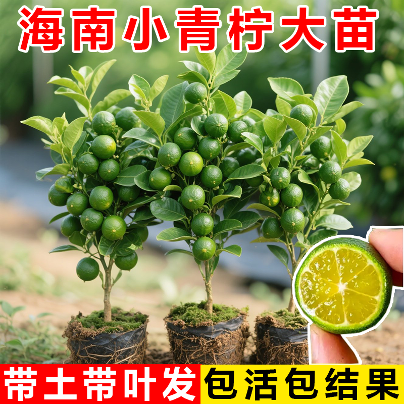 海南小青柠树苗带果盆栽