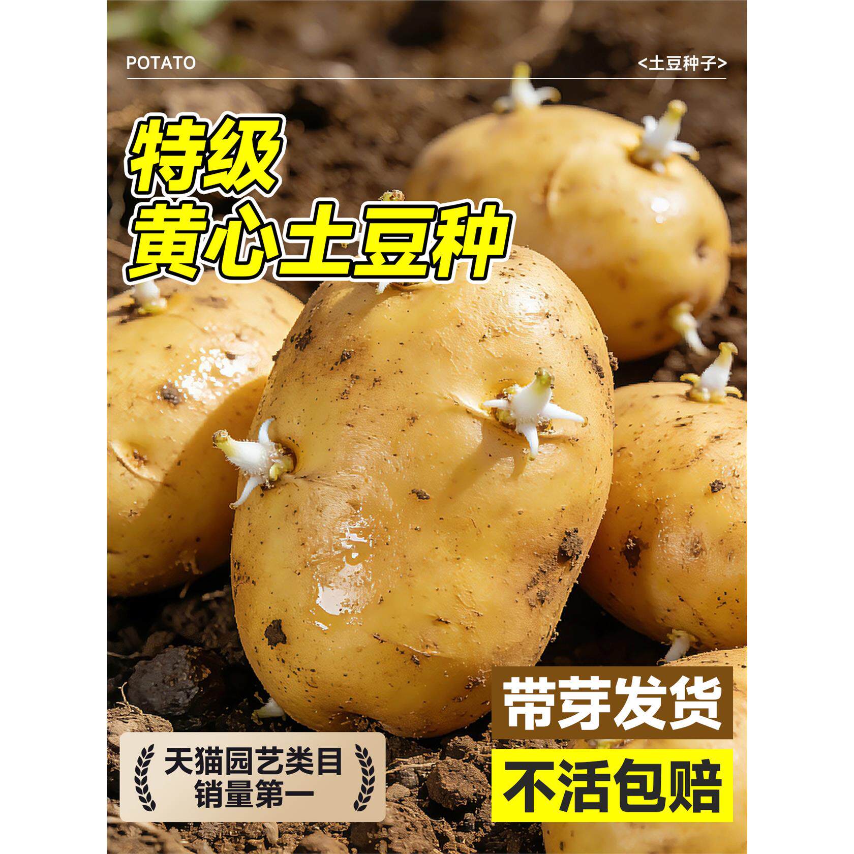 黄皮土豆种孑种子种籽马铃薯种黄心带芽本地高产特大发芽原种秧苗