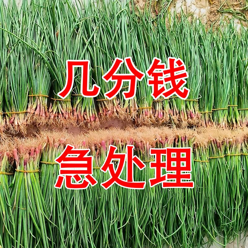 洋葱种子老品种紫皮水果圆葱带根蔬菜种籽苗秧苗山东秋季菜种耐寒