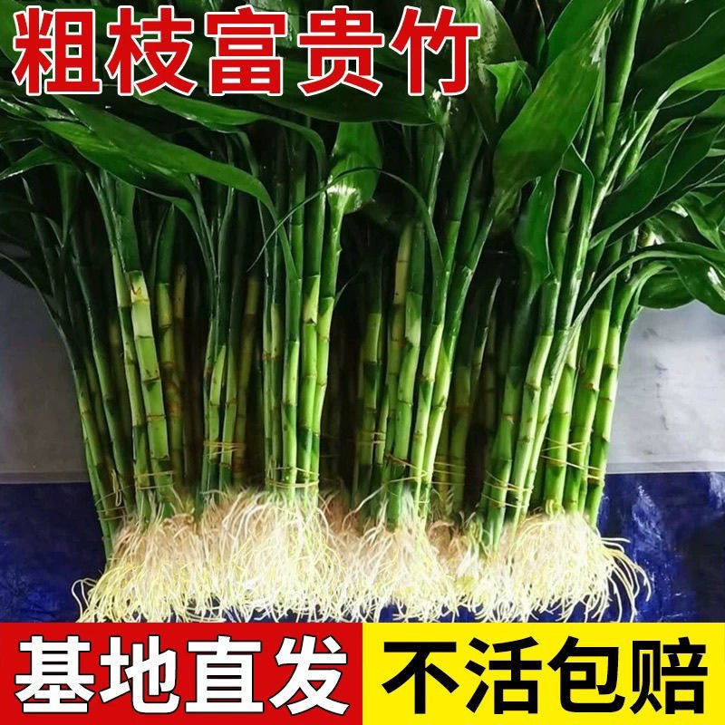 带根富贵竹水培植物水养粗杆发财带根转运竹子花卉盆栽室内客绿植