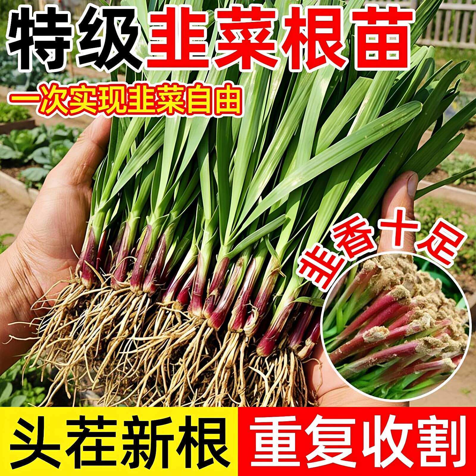 紫根韭菜根苗带土四季阳台盆栽