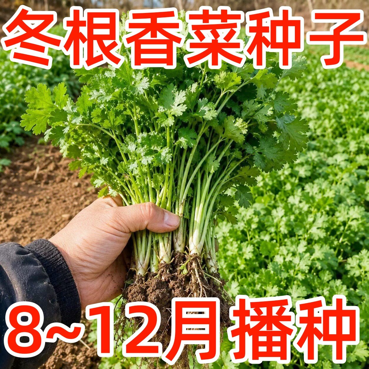 四季速生冬根香菜种子农家香菜盆栽芫荽种孑食用香菜籽种蔬菜种籽