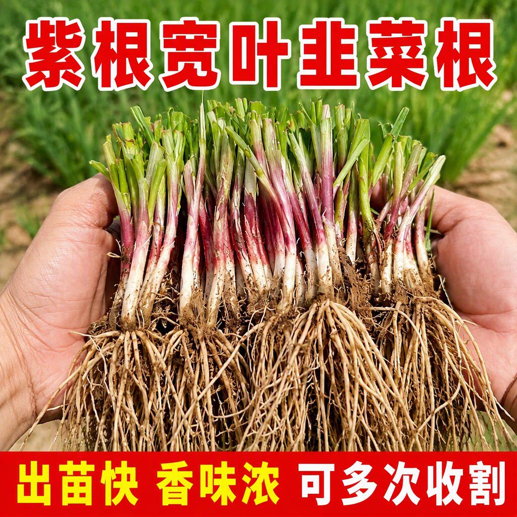 四季可种高产紫根宽叶韭菜根