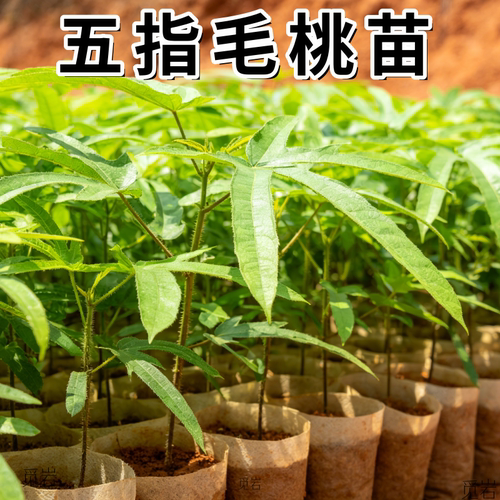 包对版正宗五指毛桃苗带土带叶