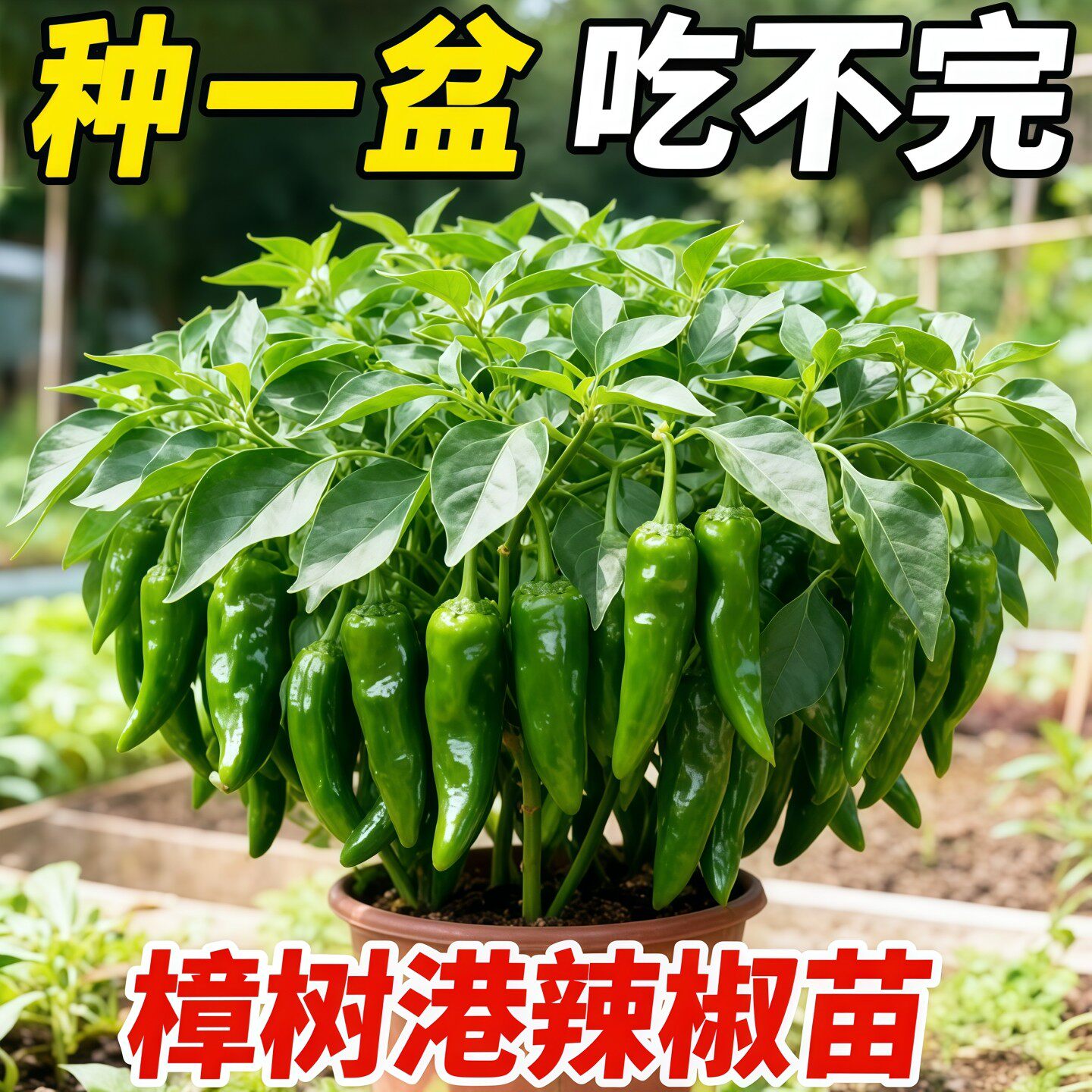 正宗樟树港辣椒苗带土带叶发货