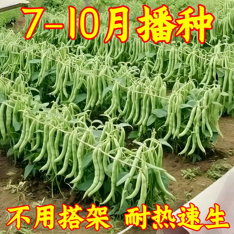 无架四季豆种子高产免搭架