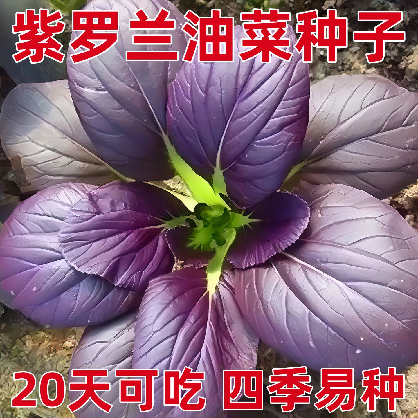 紫罗兰油菜种籽紫色小青菜紫玲阳台盆栽菜园地种植农家蔬菜种子