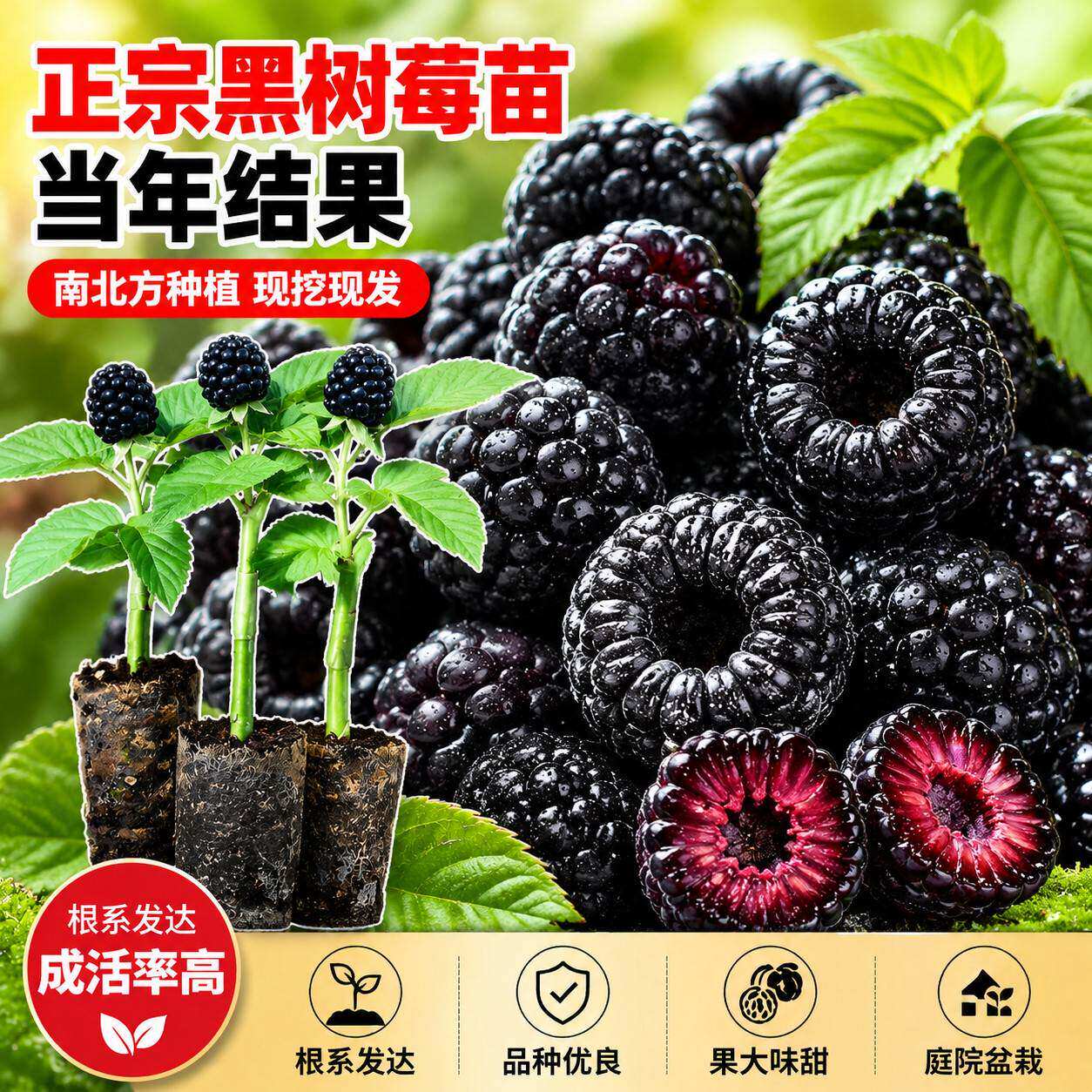 黑树莓苗黄红树莓苗盆栽