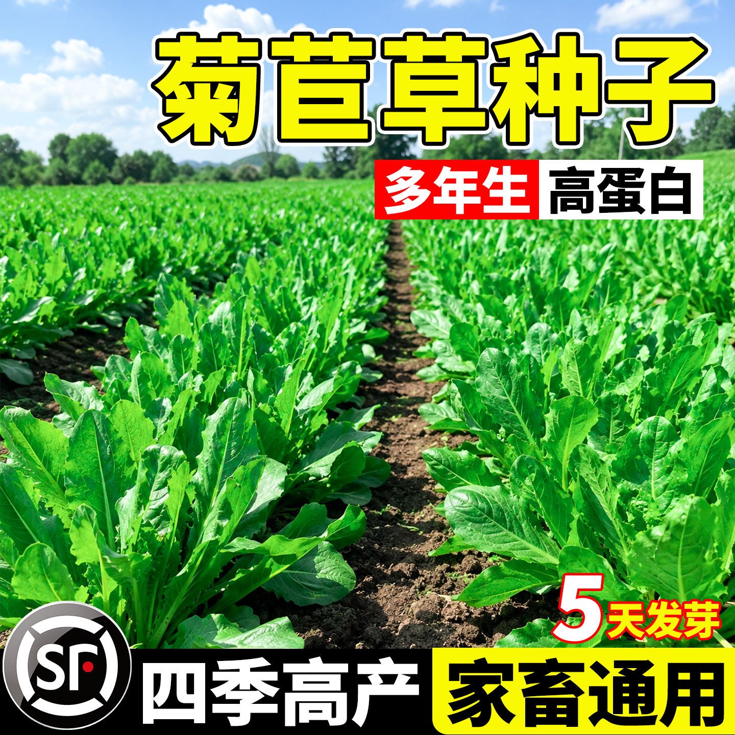 菊苣草种子四季通用多年生高蛋白