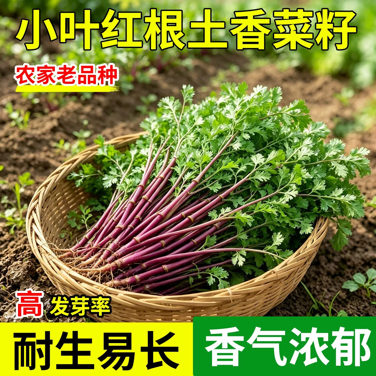 老品种紫根香菜种子四季高产耐寒
