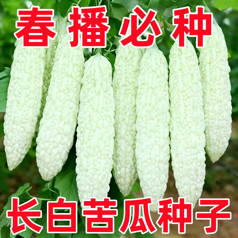 长白苦瓜种子春季四季播耐热长款蔬菜种孑室内爬藤大白色苦瓜种籽,鲜花速递/花卉仿真/绿植园艺,种苗/半成品盆栽,淘宝优惠券,粉丝福利购,淘宝优惠卷