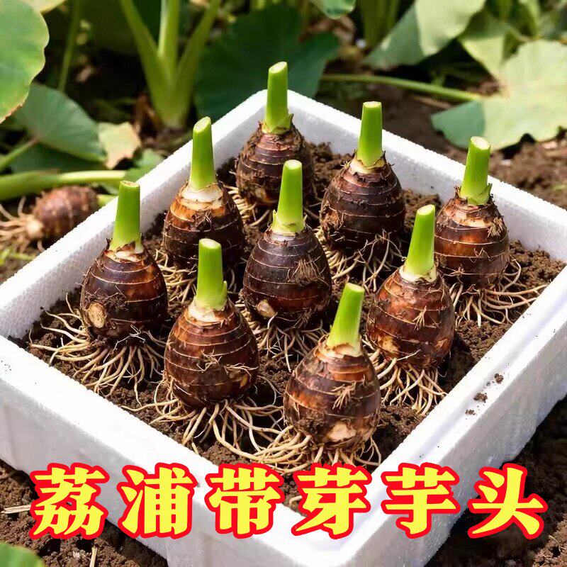 正宗广西荔浦新鲜芋头种植苗槟榔芋紫藤芋香芋毛芋蔬菜种子育苗