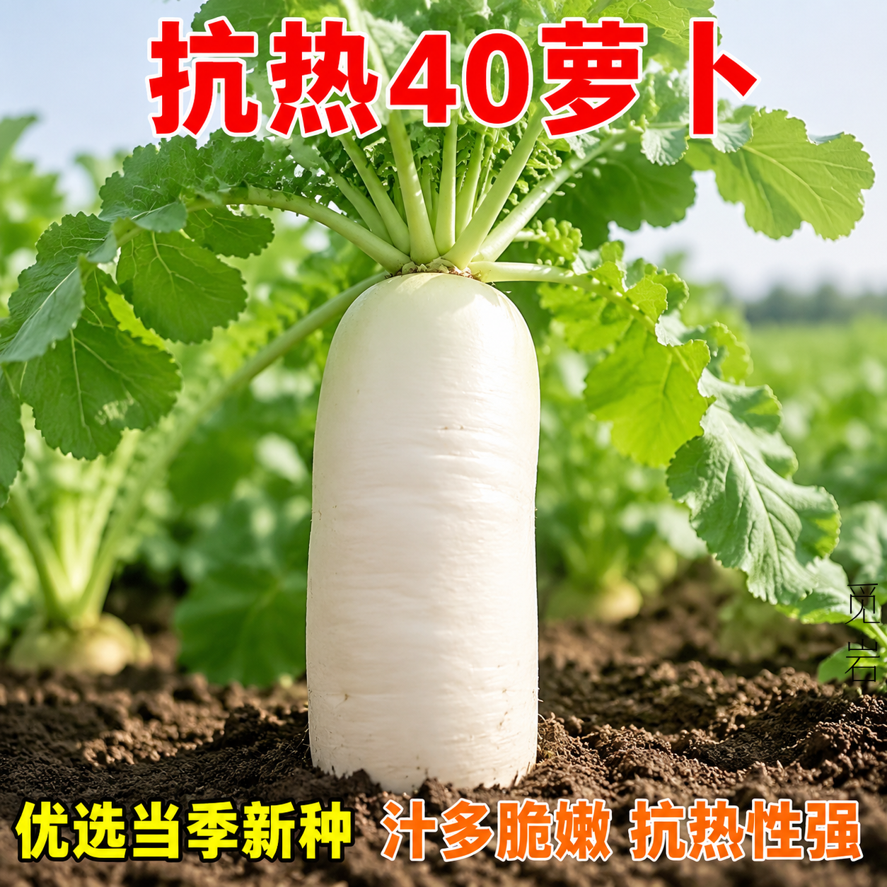 夏季抗热白玉白萝卜种子