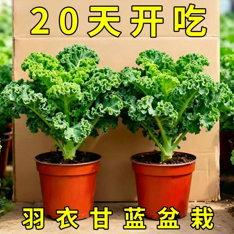 超耐寒可食用羽衣甘蓝大苗盆栽