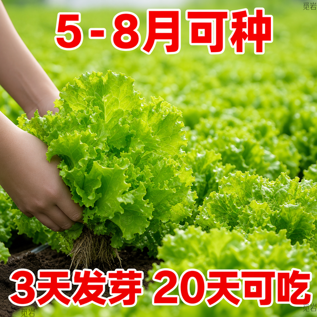 奶油生菜新鲜蔬菜叶菜类生菜生吃凉拌甜脆多汁沙拉菜农家自种生菜
