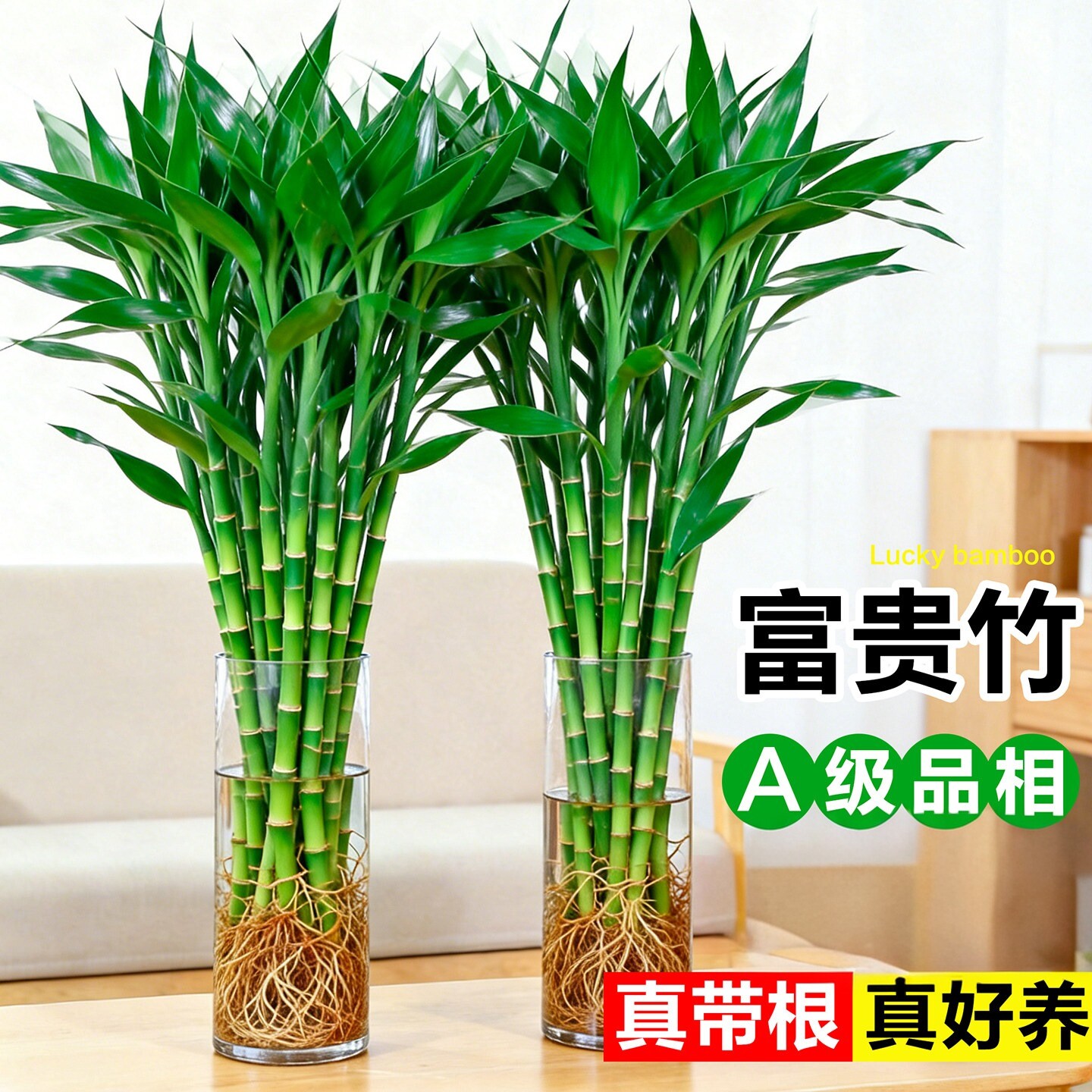 水培富贵竹客厅桌面盆栽招财转运