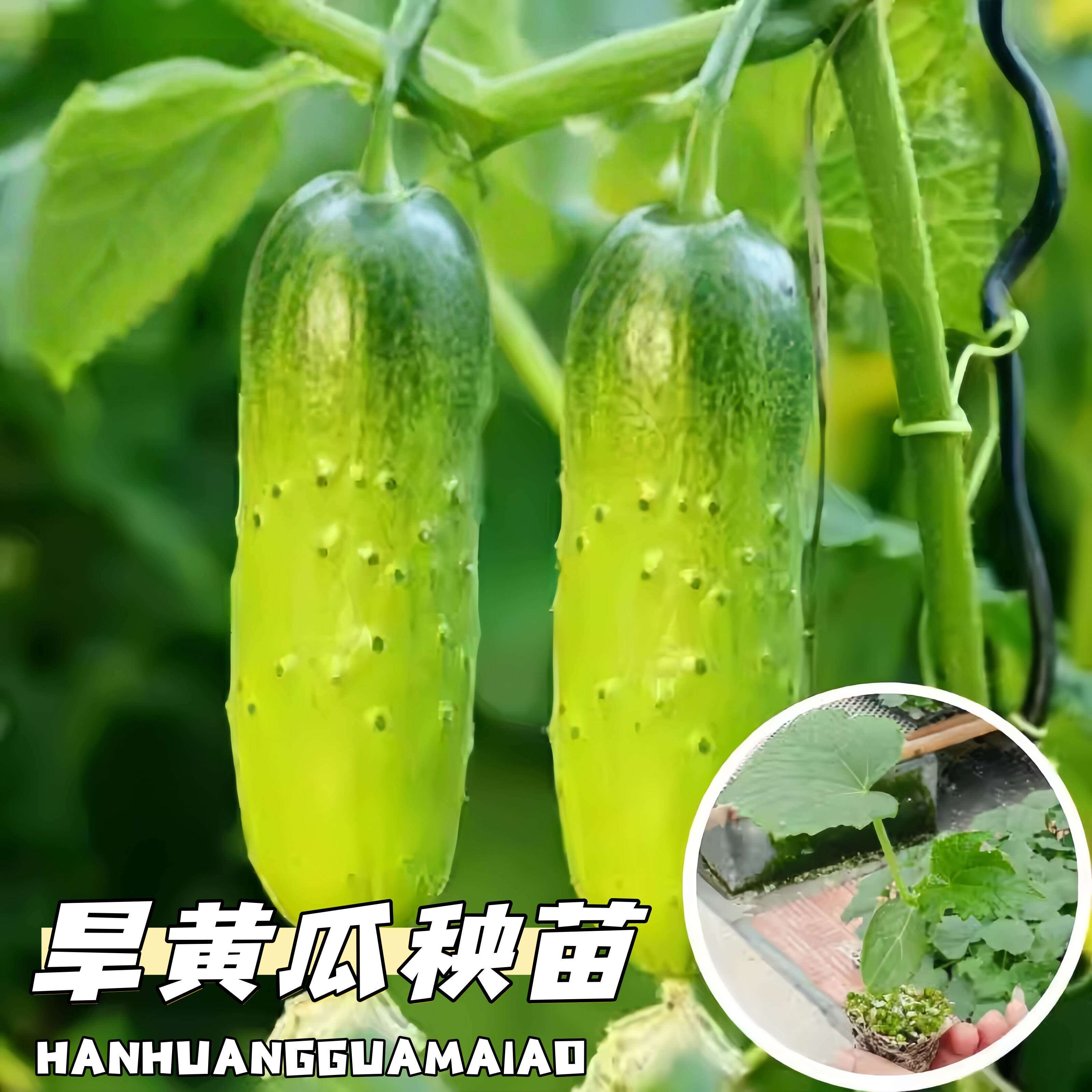 东北旱黄瓜苗老品种脆甜高产