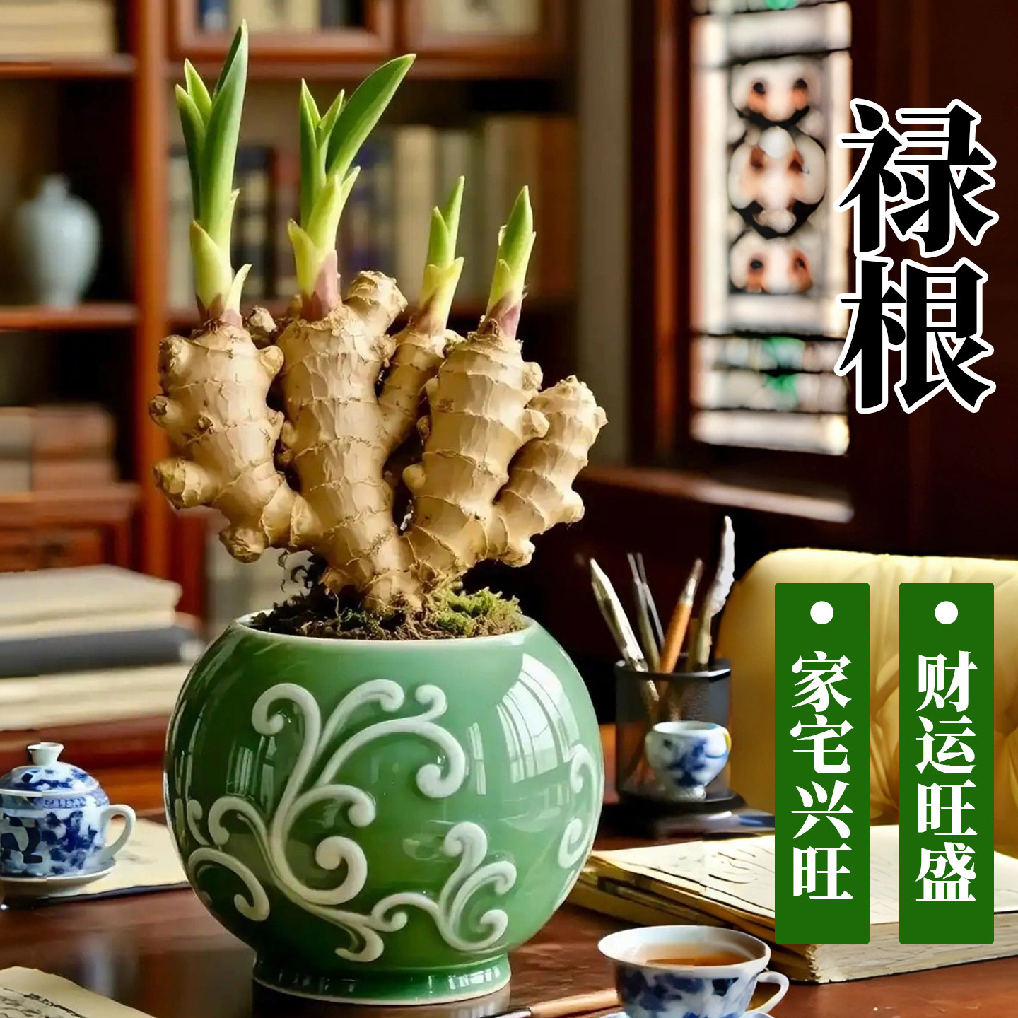 禄根盆栽办公室内桌面小绿植盆景带芽灵草好养不当生姜苗种植植物