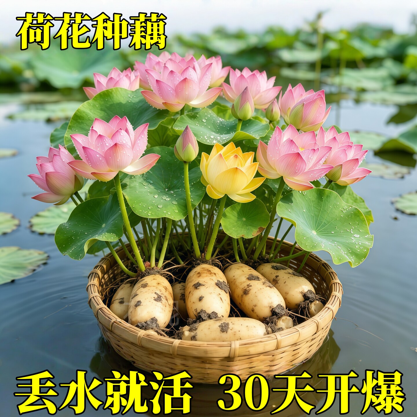 荷花盆栽莲花藕苗四季观赏荷花藕种水培植物池塘花卉睡莲莲藕苗种