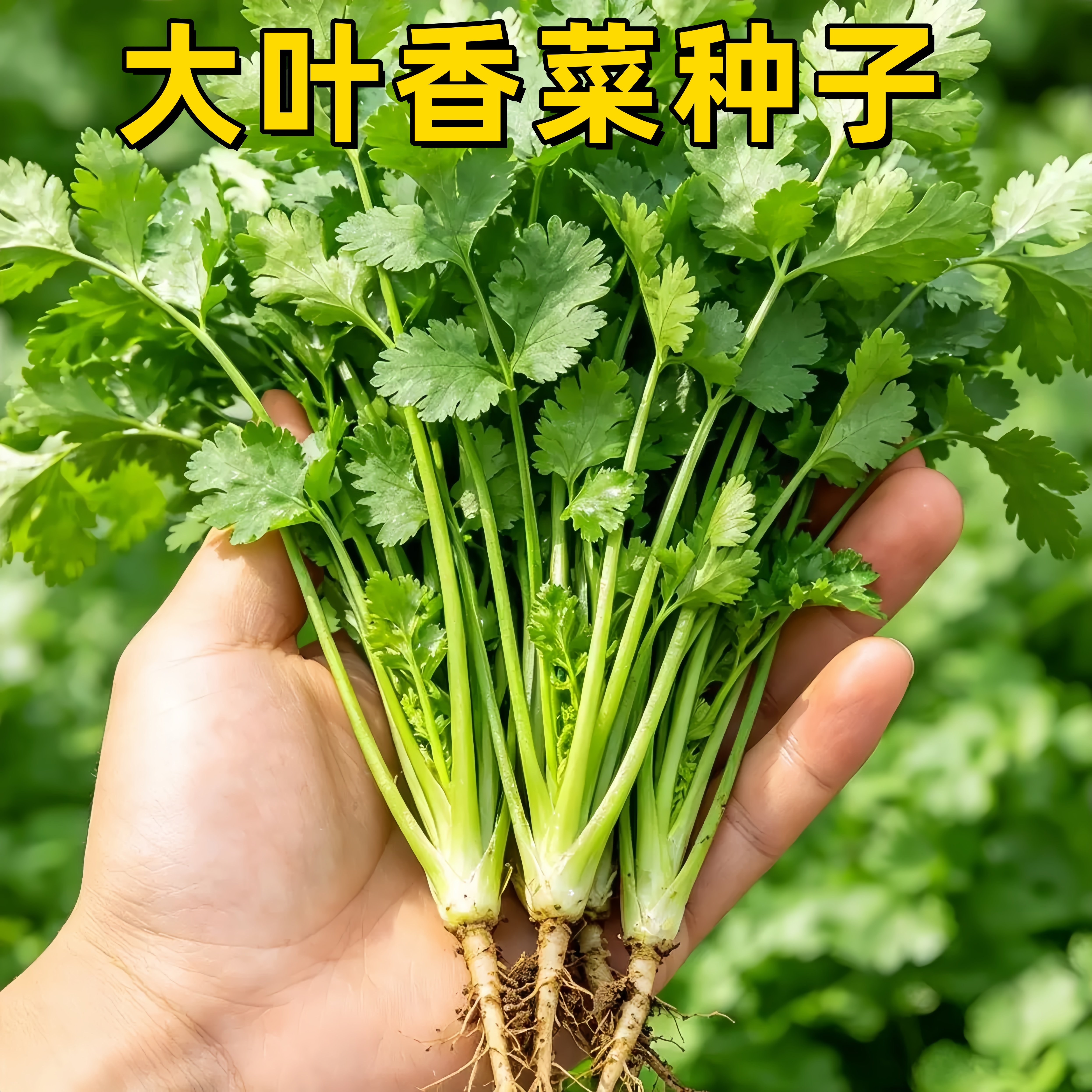 四季种植老品种香菜种子