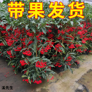 富贵子盆栽黄金万两红凉伞室内阳台耐寒花卉富贵籽红果带果发货