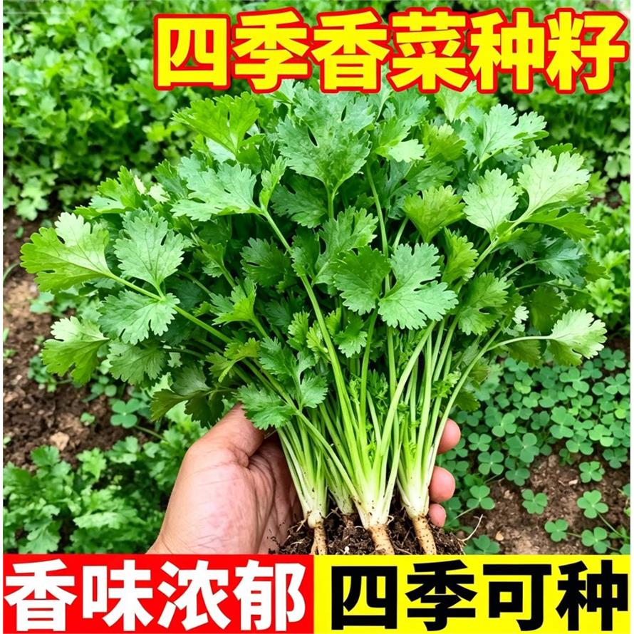 大叶香菜种子四季庭院盆栽