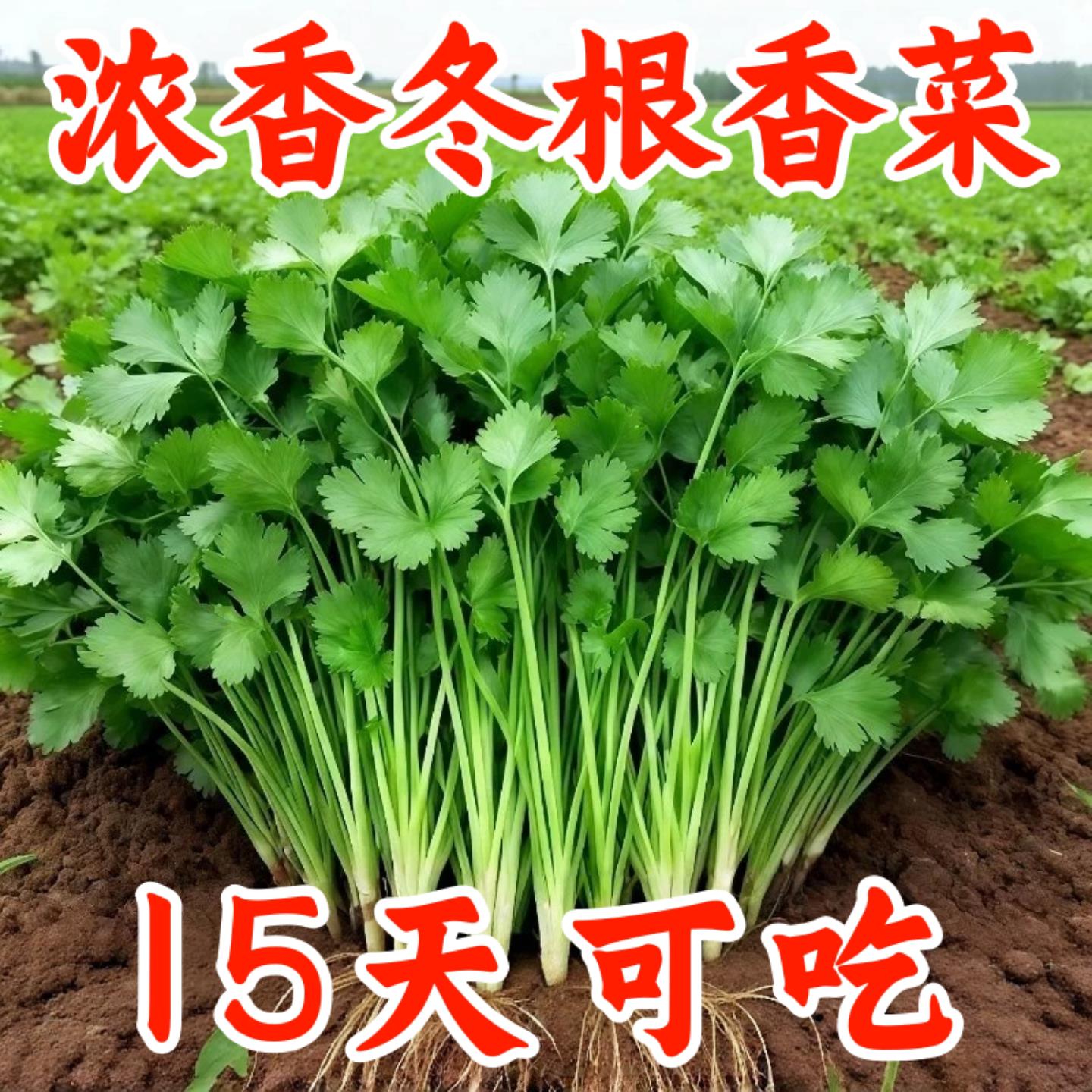 抗寒四季速生大叶香菜种子