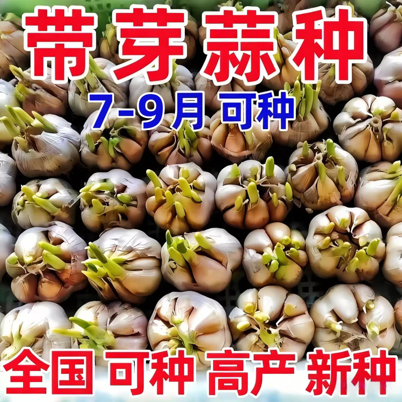 大蒜种子种籽长蒜苔头蒜种蒜苗红皮紫皮干蒜四季蒜子苗种蒜苗种籽